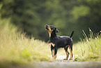 German Hunting Terrier