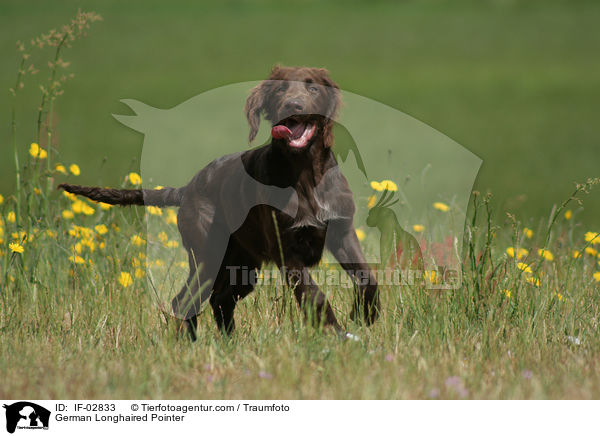 German Longhaired Pointer / IF-02833