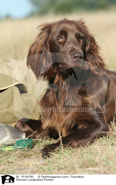 Deutsch Langhaar / German Longhaired Pointer / IF-04760