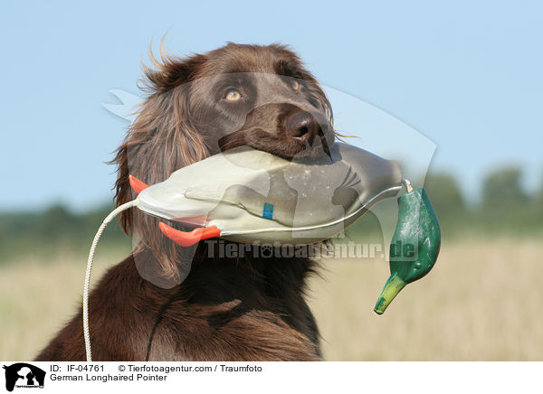 Deutsch Langhaar / German Longhaired Pointer / IF-04761