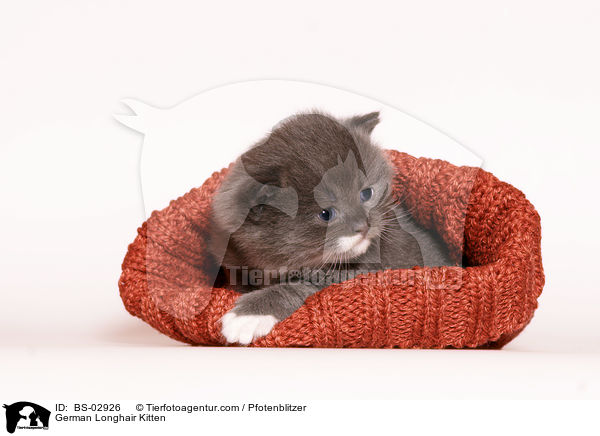 Deutsch Langhaar Ktzchen / German Longhair Kitten / BS-02926