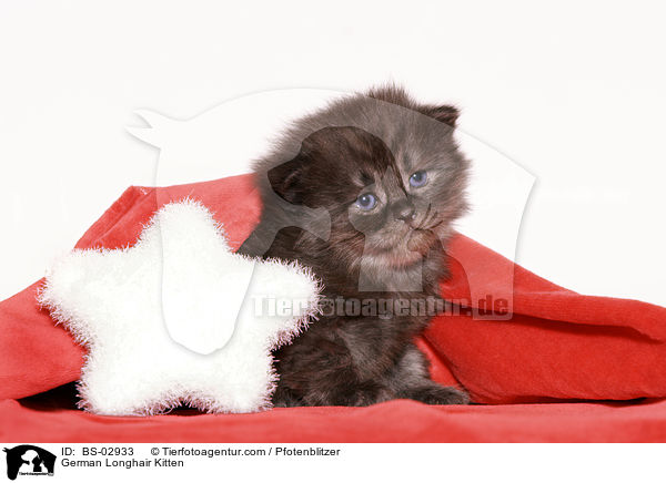 Deutsch Langhaar Ktzchen / German Longhair Kitten / BS-02933