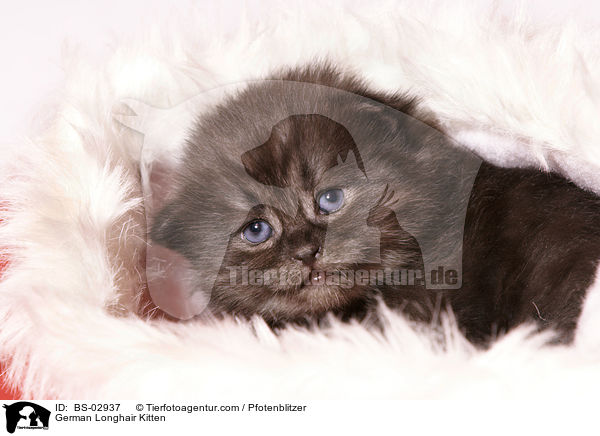 Deutsch Langhaar Ktzchen / German Longhair Kitten / BS-02937