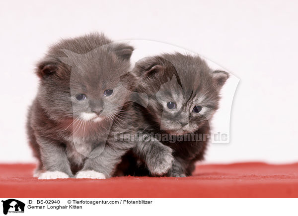 Deutsch Langhaar Ktzchen / German Longhair Kitten / BS-02940