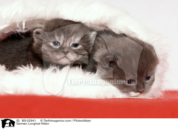 Deutsch Langhaar Ktzchen / German Longhair Kitten / BS-02941