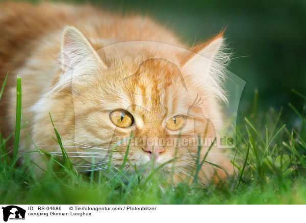 lauernde Deutsch Langhaar / creeping German Longhair / BS-04686