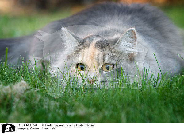 lauernde Deutsch Langhaar / creeping German Longhair / BS-04690