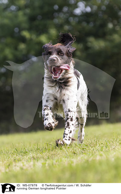 running German longhaired Pointer / WS-07878