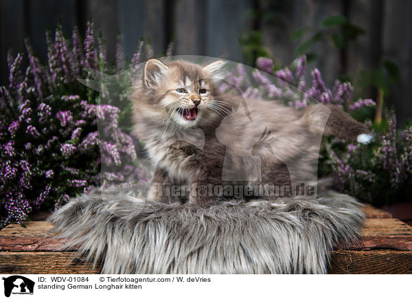 stehendes Deutsch Langhaar Ktzchen / standing German Longhair kitten / WDV-01084