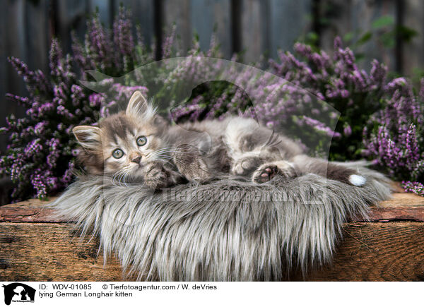 lying German Longhair kitten / WDV-01085