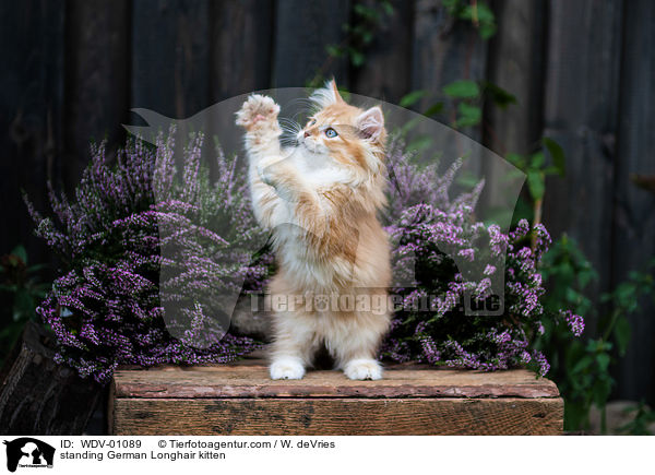 stehendes Deutsch Langhaar Ktzchen / standing German Longhair kitten / WDV-01089