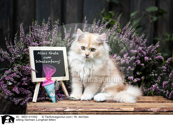 sitzendes Deutsch Langhaar Ktzchen / sitting German Longhair kitten / WDV-01092