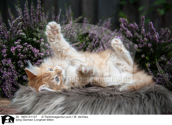 liegendes Deutsch Langhaar Ktzchen / lying German Longhair kitten / WDV-01127