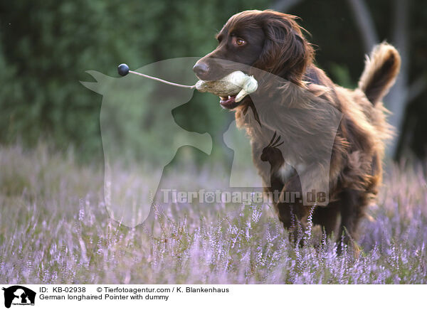 Deutsch Langhaar mit Entendummy / German longhaired Pointer with dummy / KB-02938