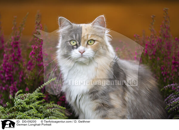 German Longhair Portrait / DG-09200