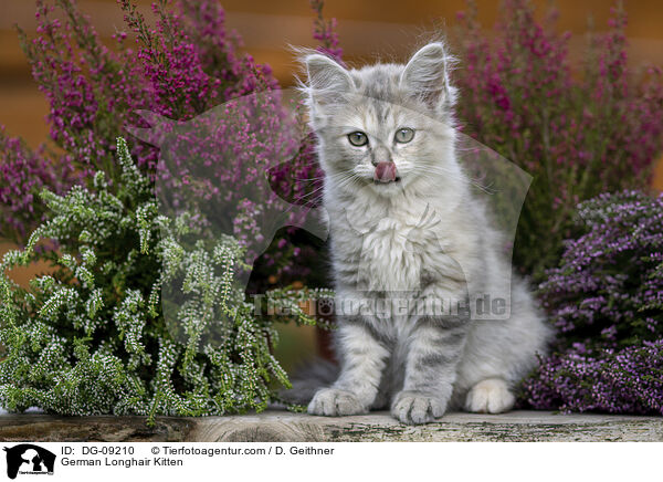 Deutsch Langhaar Ktzchen / German Longhair Kitten / DG-09210