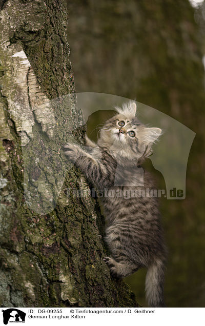 German Longhair Kitten / DG-09255