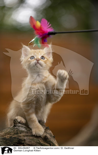 Deutsch Langhaar Ktzchen / German Longhair Kitten / DG-09267