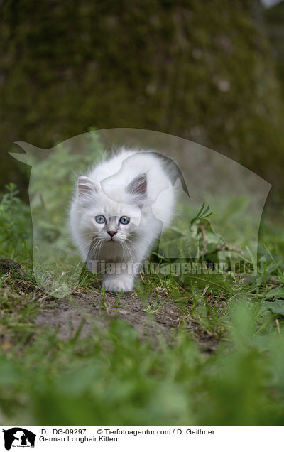 German Longhair Kitten / DG-09297