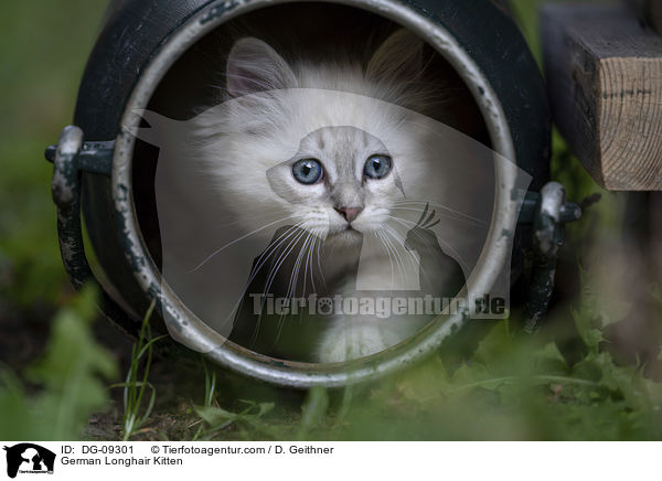 German Longhair Kitten / DG-09301