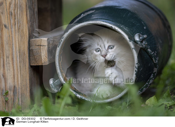 German Longhair Kitten / DG-09302