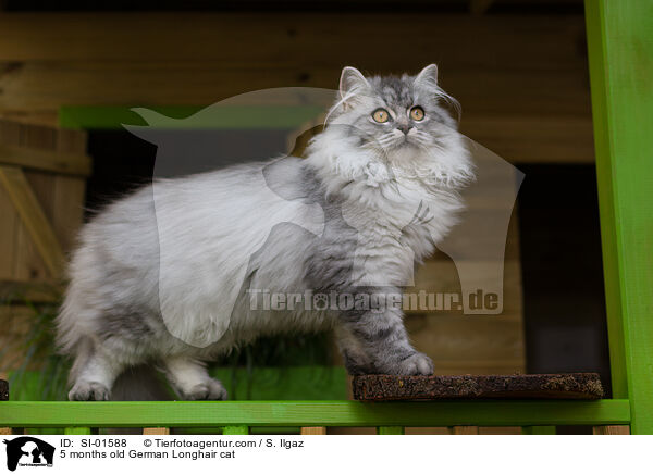 5 Monate alte Deutsch Langhaar Katze / 5 months old German Longhair cat / SI-01588