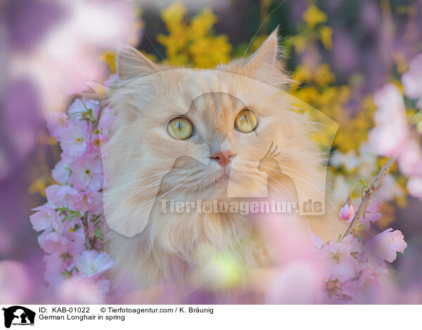 German Longhair in spring / KAB-01022