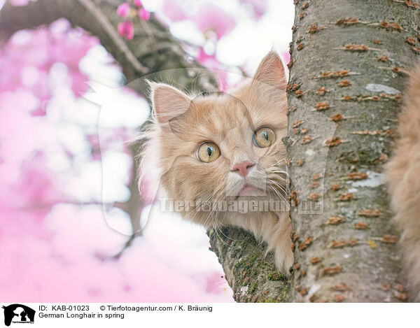 German Longhair in spring / KAB-01023