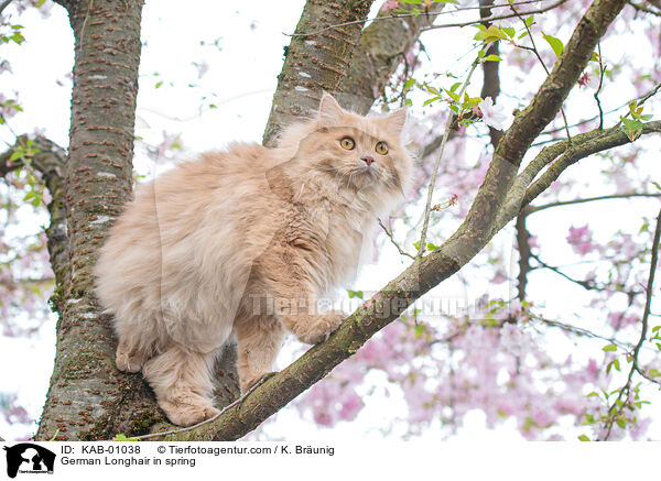 Deutsch Langhaar im Frhling / German Longhair in spring / KAB-01038