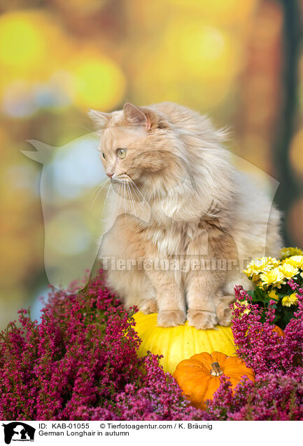 German Longhair in autumn / KAB-01055