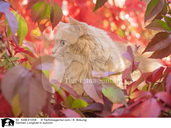 German Longhair in autumn / KAB-01058