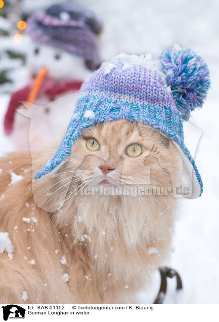 Deutsch Langhaar im Winter / German Longhair in winter / KAB-01102