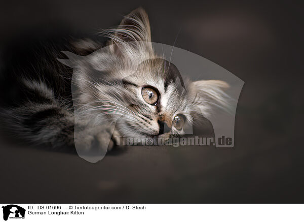 Deutsch Langhaar Ktzchen / German Longhair Kitten / DS-01696