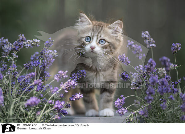 Deutsch Langhaar Ktzchen / German Longhair Kitten / DS-01706