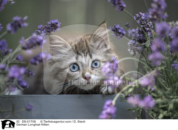 Deutsch Langhaar Ktzchen / German Longhair Kitten / DS-01708