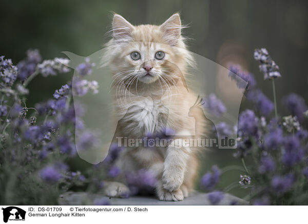 German Longhair Kitten / DS-01709