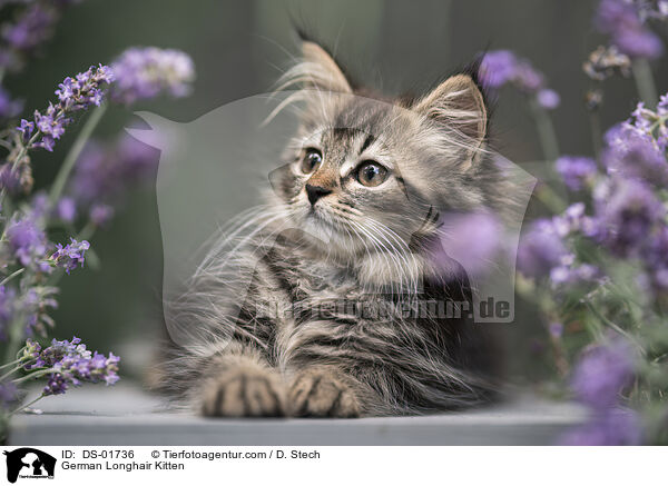 Deutsch Langhaar Ktzchen / German Longhair Kitten / DS-01736