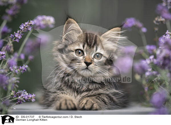 Deutsch Langhaar Ktzchen / German Longhair Kitten / DS-01737