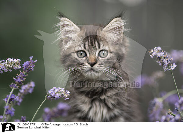 Deutsch Langhaar Ktzchen / German Longhair Kitten / DS-01751