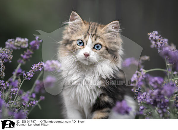 German Longhair Kitten / DS-01787