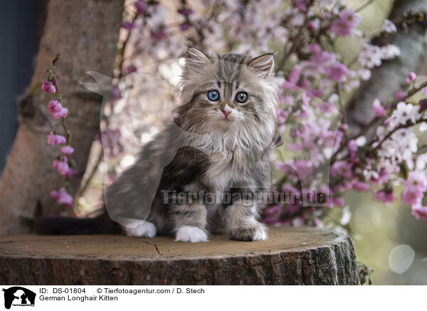 Deutsch Langhaar Ktzchen / German Longhair Kitten / DS-01804