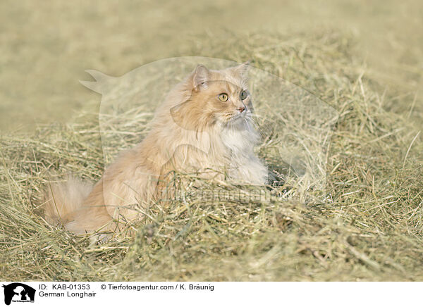 Deutsch Langhaar / German Longhair / KAB-01353