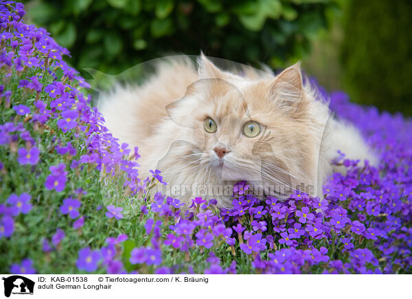 ausgewachsene Deutsch Langhaar / adult German Longhair / KAB-01538