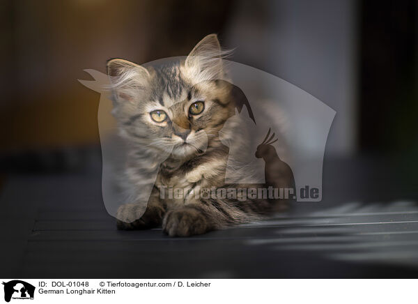 Deutsch Langhaar Ktzchen / German Longhair Kitten / DOL-01048