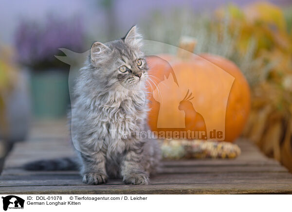 Deutsch Langhaar Ktzchen / German Longhair Kitten / DOL-01078