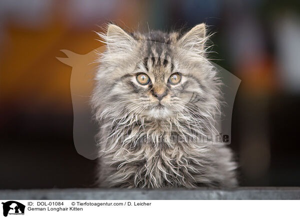 Deutsch Langhaar Ktzchen / German Longhair Kitten / DOL-01084