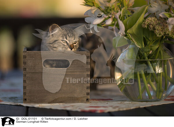 Deutsch Langhaar Ktzchen / German Longhair Kitten / DOL-01101