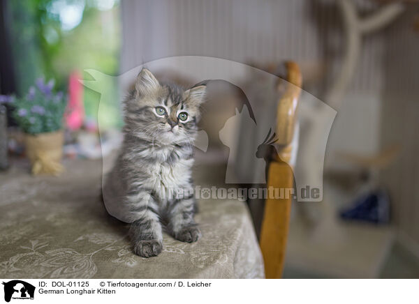 German Longhair Kitten / DOL-01125