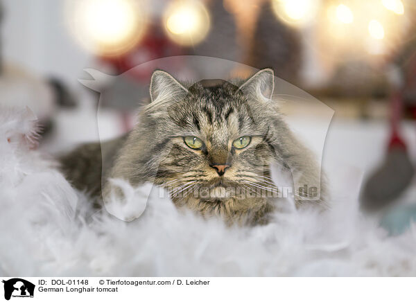 Deutsch Langhaar Kater / German Longhair tomcat / DOL-01148