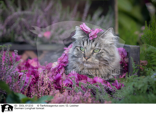 Deutsch Langhaar Kater / German Longhair tomcat / DOL-01233